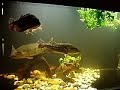 Cichla Peacock Bass - Temensis, Monoculus. Cichla Peacock Bass - Temensis, Monoculus.