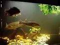 Cichla Peacock Bass - Temensis, Monoculus.