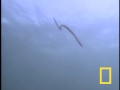 Orel versus mořský had - video