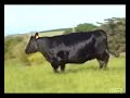 A Mãe de CS Afrodite M08. Uma das vacas mais lindas do rebanho brasileiro! Feminina, delicada e de enorme carcaça! Veja a força dessa vaca!MOther ofCS Afrodite M08. One of the most beautiful cows of the Brazilian herd. Femine, delicate yet with huge carcass. Check how strong she is!