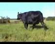 CS Westwind 965 - Most Beautiful Cow in the World