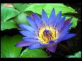 Imee Ooi - The Divine Mantra of Bodhisattva Avalokitesvara (觀音靈感真言)(Sanskrit)