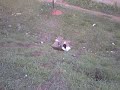arastano o cu no baranco