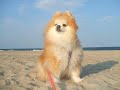 I need you - song by America (Scooby and Silvy) (pomeranian)