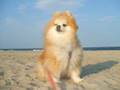 I need you - song by America (Scooby and Silvy) (pomeranian)