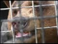 Ursack S29 Zoo Test Ursack S29 Zoo Test