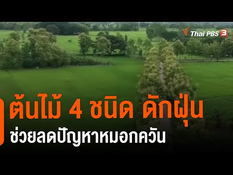 ต้นไม้ 4 ชนิด ดักฝุ่นช่วยลดปัญหาหมอกควัน : จับตาข่าวเด่น (16 เม.ย. 64)