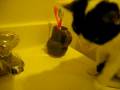videos de Kaija v. the sink - Round 1, take 1