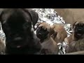 The meal menu of the Bullmastiff puppies !