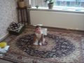 persian baby diaco !!!
