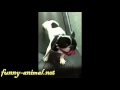 Dog running exercise on treadmill, cheating run to its owner?