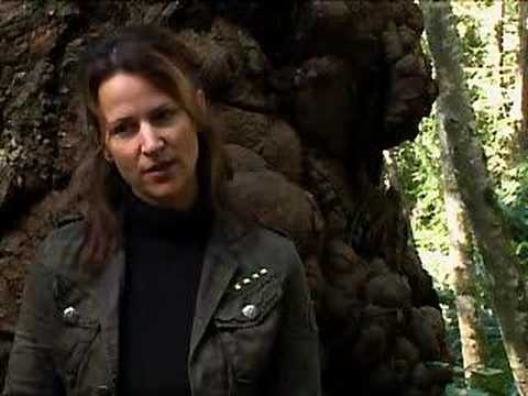 GIFTS49FILMS #14: Clayoquot Sound Resistance and Renewal