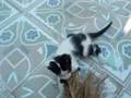 CHAT - CAT - MINOUCH