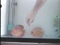 Discusum.com