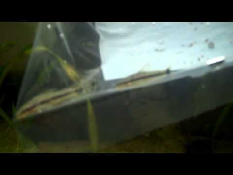 how to grow algae for otocinclus