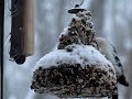 Downy Woodpecker-12-9-09