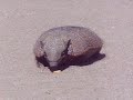 Armadillo eating Armadillo eating