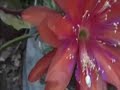 Flower minute 109 Night blooming Red Cereus cactus