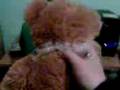 videos de El oso asesino. Chan!