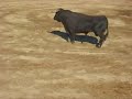 Corida