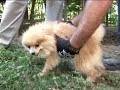 TN Puppy Mill Rescue - Day 2