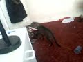 My cat gets his head stuck in an easter egg box!!!