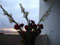 videos de Ballistic , 01-12 --08.wmv