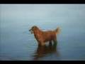 Vetinsurance - Redefining pet insurance!
