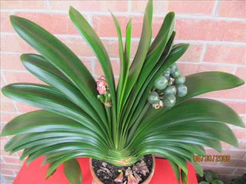 how to fertilize clivia