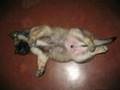 neggy-and-doggie-com