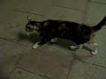 Jerry - Cat in Victorial park HK