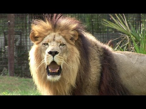 BIG CATS