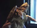 Reptile Wrangler on The Giant Show