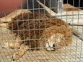 Tigers in Captivity
