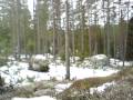 älg jakt