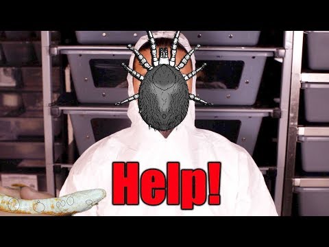 YouTube reptile video