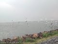 Aalscholver, Cormorant, Phalacrocorax carbo