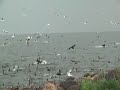Aalscholver, Cormorant, Phalacrocorax carbo