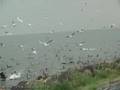 Aalscholver, Cormorant, Phalacrocorax carbo