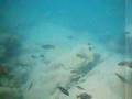 Malawi G�l�(2)