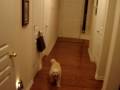 videos de Biscuit Teddy&Cleo