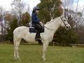 Love Song-New horse Love Song-New horse