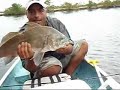 NICE BLACK DRUM-Joey flats fishing show