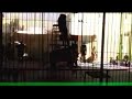 لحظة هجوم الاسد علي مدربه في الاسكندرية اثناء العرض امام الاطفال -Views : 1