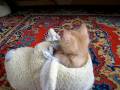 British Shorthair kitten falling asleep