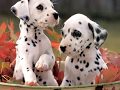 videos de CUTE BABY ANIMALS 赤ちゃん動物 Baby animaux رضيع الحيوانات Bebe animales  Stráženie zvierat बच्चे जानवर 宝贝动物 아기 동물 Baby eläimet CUCCIOLI Baby ζώα