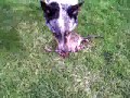 bruce, the $5000 dog vs. the muskrat