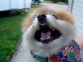 1 and a half pounds of pyscho dog dont f@#K WITH IT U LOSE A FINGER