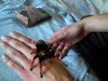 Brachypelma Boehmei High Rez