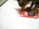 Stolen cat treat